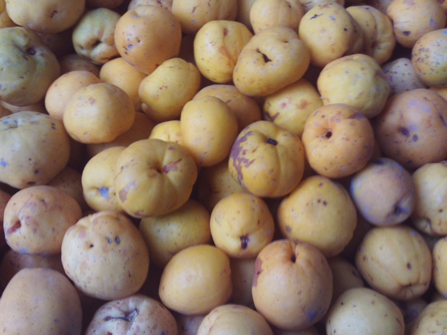 Membrillo japonés a la venta a 15 PLN / kg