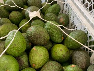 El precio de 1000 kg de aguacate depende de