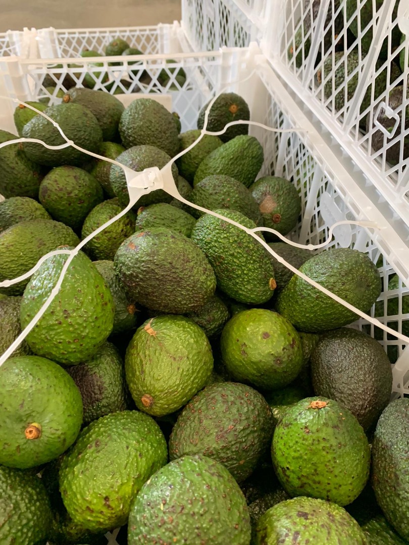 El precio de 1000 kg de aguacate depende de la situación del mercado holandés y de la cantidad Más información por teléfono Tenemos una amplia variedad