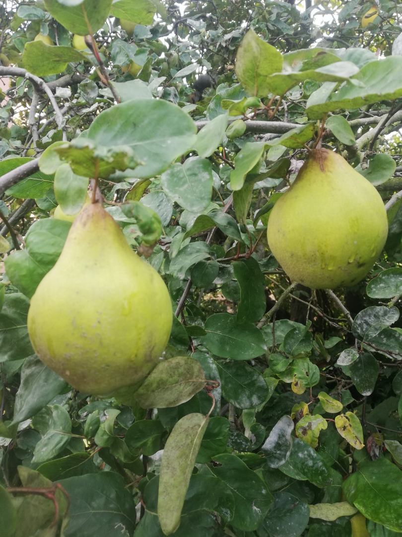 Hola, A la venta unos 70 kg de maduración de membrillo