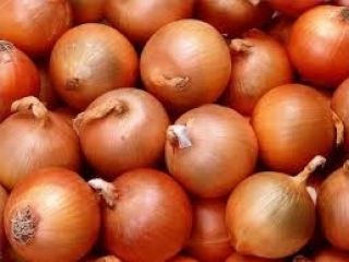 Cebolla fresca fresca y brillante cuidadosamente seleccionada, limpia, orgánica,