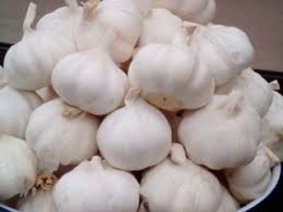 Semilla Orgánica Premium Saludable Natural Ajo Blanco Normal Fresco.