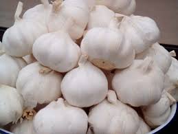 Semilla Orgánica Premium Saludable Natural Ajo Blanco Normal Fresco