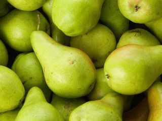 AGUACATES FRESCOS DE CALIDAD EN VENTA A PRECIO ECONÓMICO
