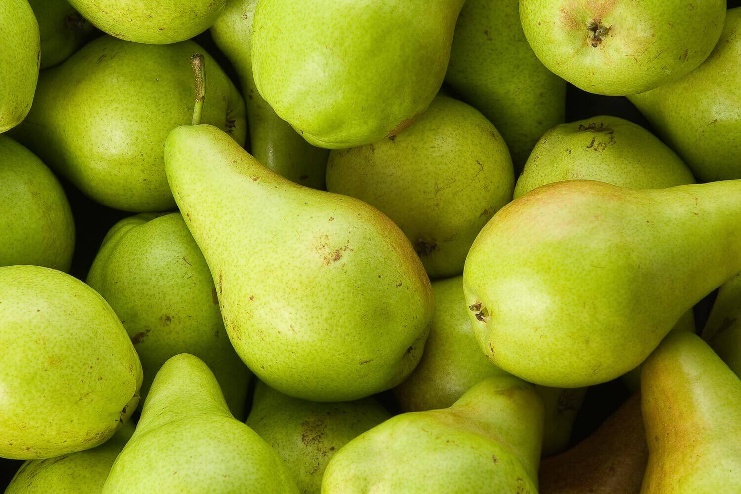 AGUACATES FRESCOS DE CALIDAD EN VENTA A PRECIO ECONÓMICO Tel / WhatsApp