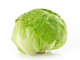 Lechuga iceberg envasada en 10 u 8 piezas en