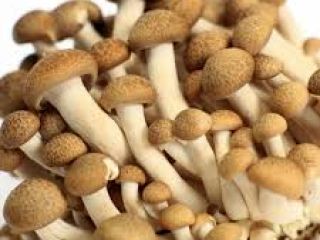 champiñón fresco disponible para la exportación en Dinamarca, póngase