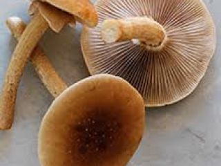 champiñón fresco disponible para la exportación en Dinamarca, póngase