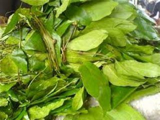 eru fresco disponible para la exportación en Dinamarca, póngase