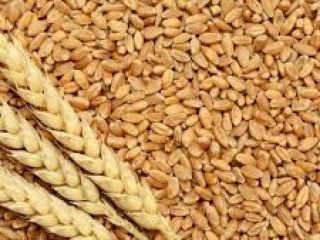Trigo disponible para exportación en Dinamarca Póngase en contacto