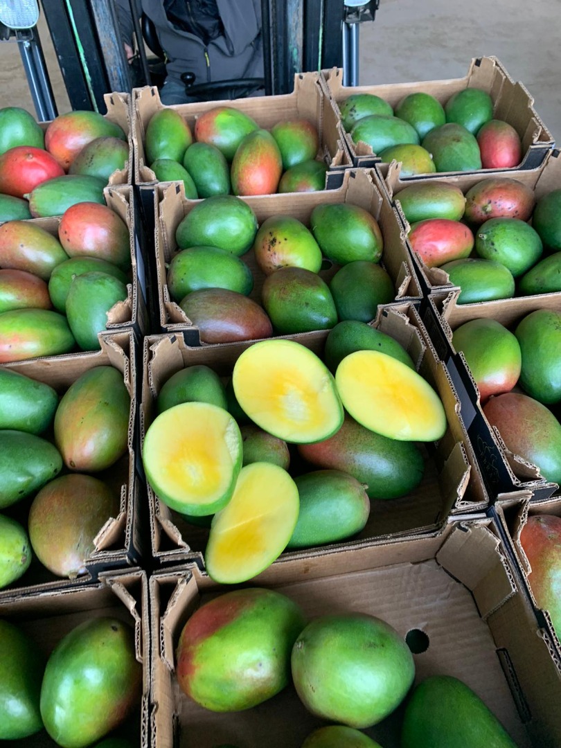 Mango 4kg 28 PLN El precio de la caja depende de la situación del mercado holandés y de la cantidad Más información por teléfono Tenemos una amplia variedad
