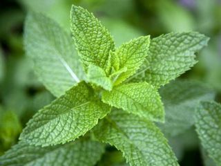 Nombre del producto ; menta Tamaño de embalaje del
