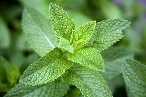 Nombre del producto ; menta Tamaño de embalaje del producto, 1 kilogramos Puerto marítimo; Método de pago de Aalborg L / C, D / A, D / P, T / T, Western Union