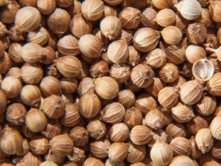 Compañía de Rumania compramos producción de cilantro 2020.