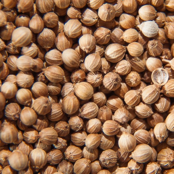Compañía de Rumania compramos producción de cilantro 2020