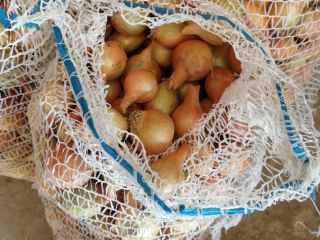 Hola, vendo cebolla amarilla variedad rumba procedente de recolección