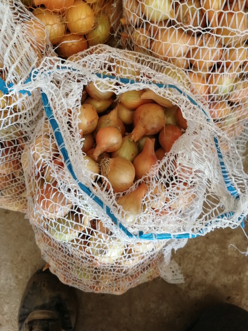 Hola, vendo cebolla amarilla variedad rumba procedente de recolección y clasificación manual