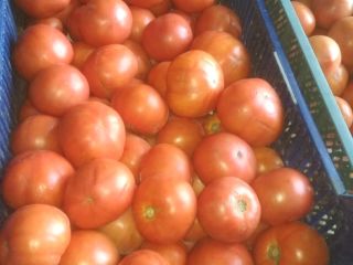 Tomate molido rojo para la venta. Precio desde 1