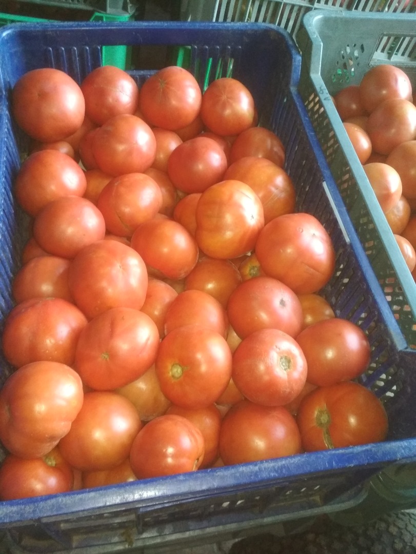 Tomate molido rojo para la venta