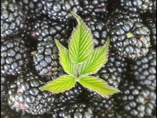 ZARZAMORAS ORGÁNICAS CONGELADAS, Cantidad disponible 8500 KG. PARA MÁS