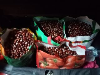 Hola, tengo más de 100 kg de castañas a