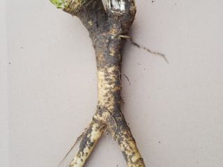 Rábano picante - 2,5 euros por kilogramo - solo