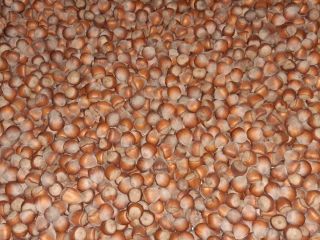 Vendo 700 kg de avellanas limpias y clasificadas recogidas