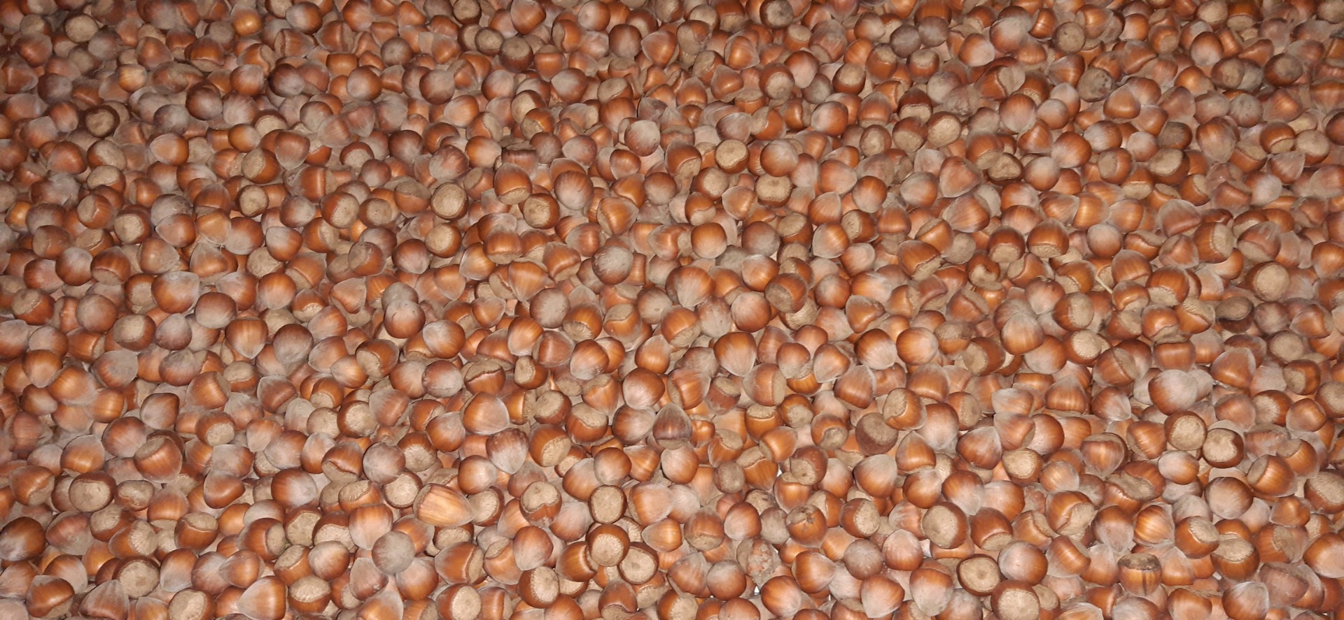 Vendo 700 kg de avellanas limpias y clasificadas recogidas de mi propio huerto Precio negociable según cantidad Tengo certificado del fabricante