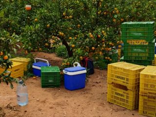 ¡Vende naranjas, clementinas, mandarinas, caquis, limones! País de origen