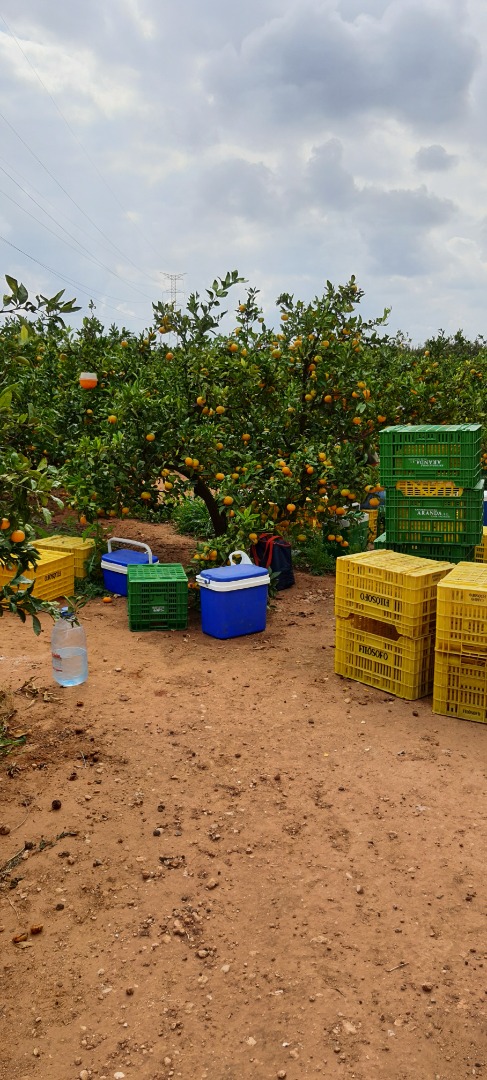 ¡Vende naranjas, clementinas, mandarinas, caquis, limones! País de origen España, zona Valenciana! ¡Fresco y de la más alta calidad! ¡No dude en ponerse en