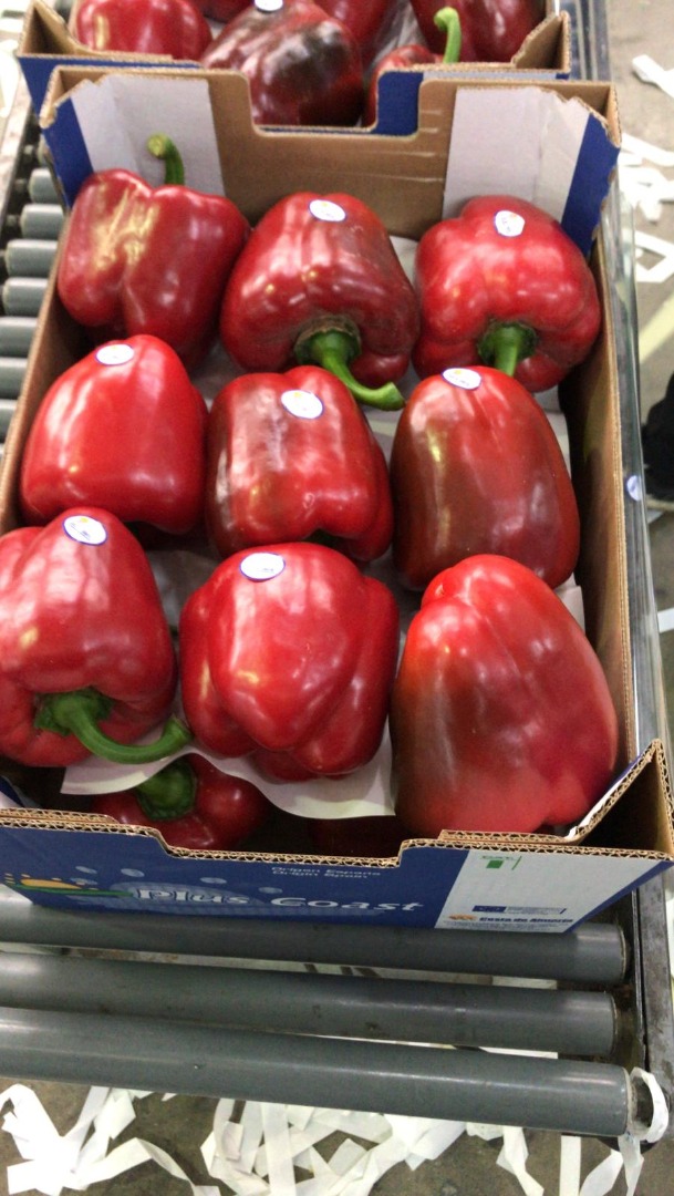 Ofrecemos pimiento rojo de 1 grado, variedad California, empaquetado en una caja de cartón negro de 5 kg