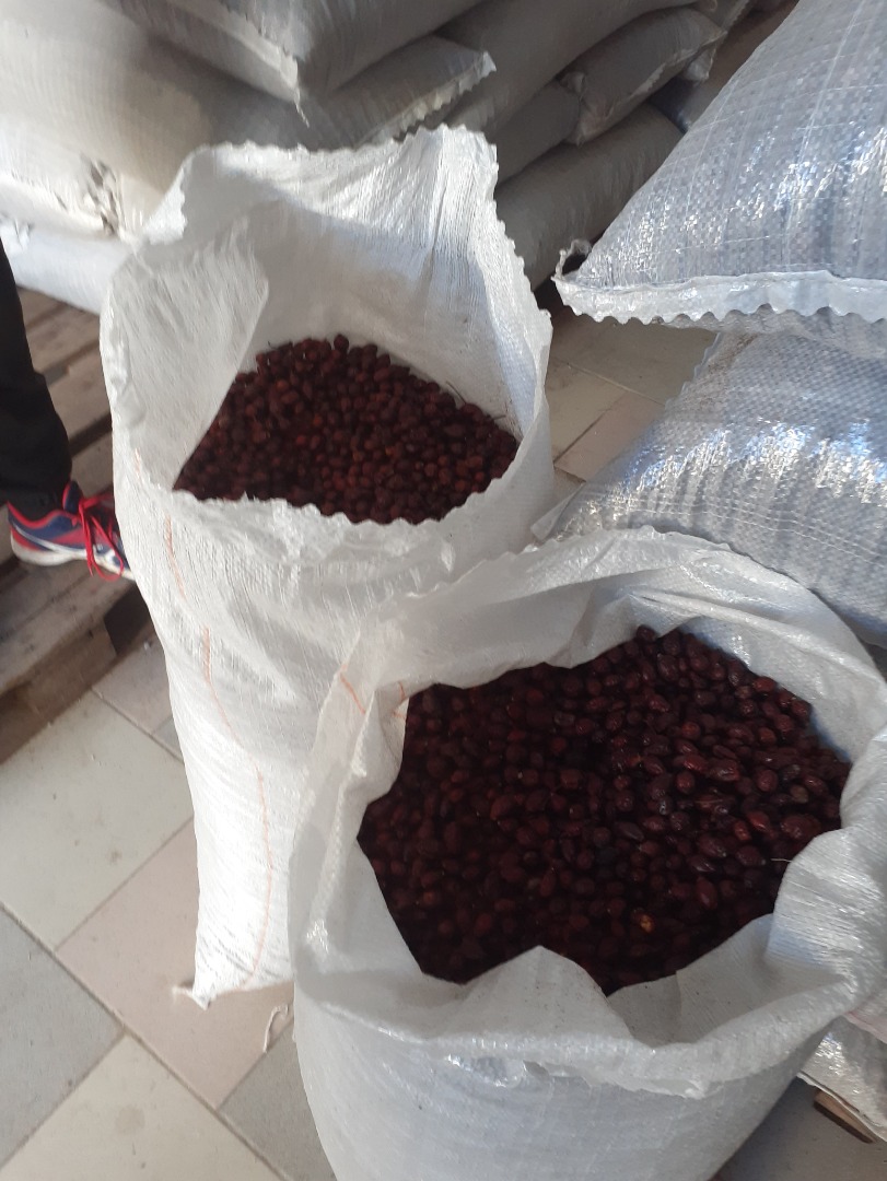 Hola, tenemos 45 toneladas de escaramujos de alta calidad en stock, cosecha 2020