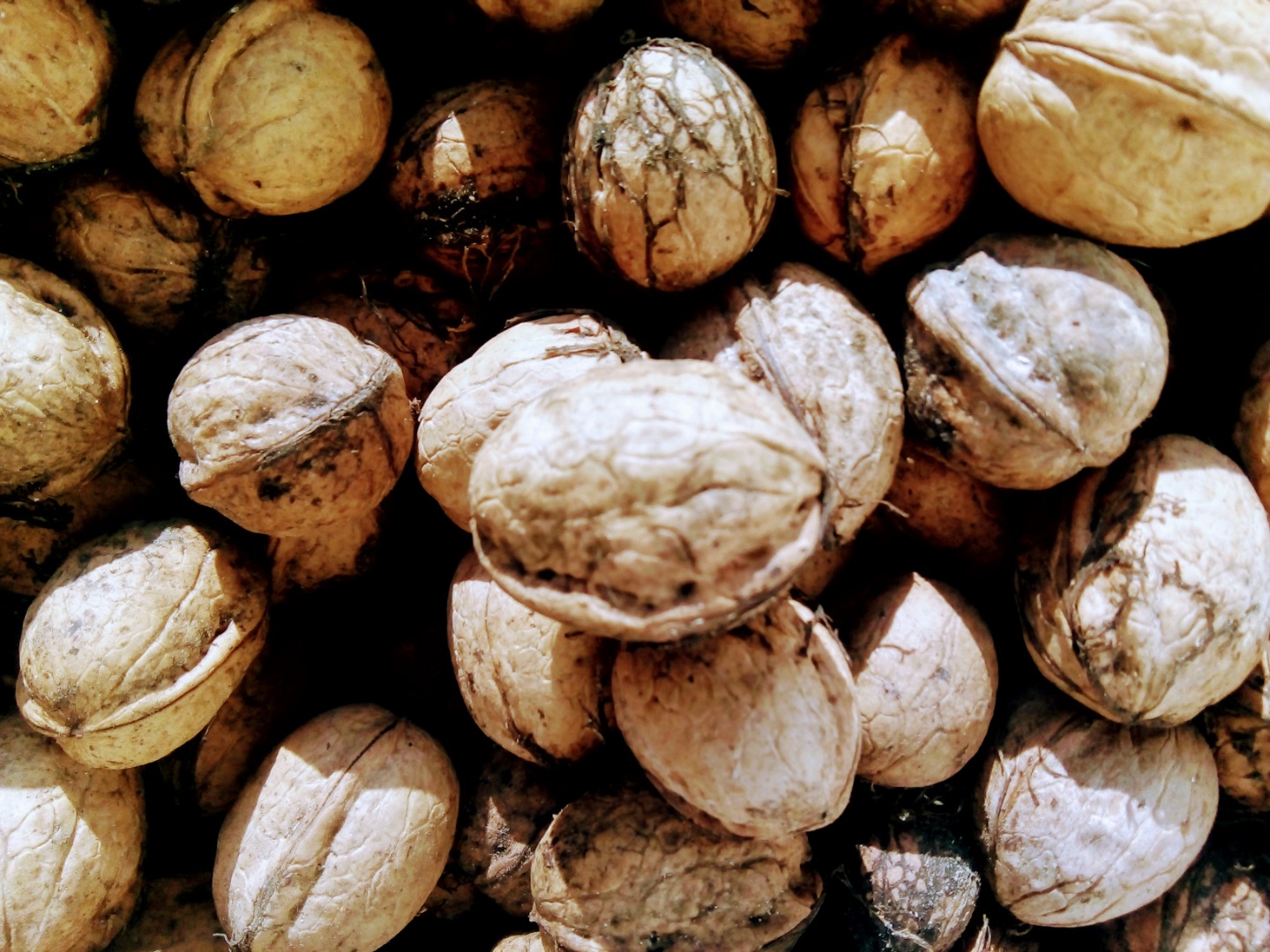 Frutos secos de producción 2020 con cáscara seca