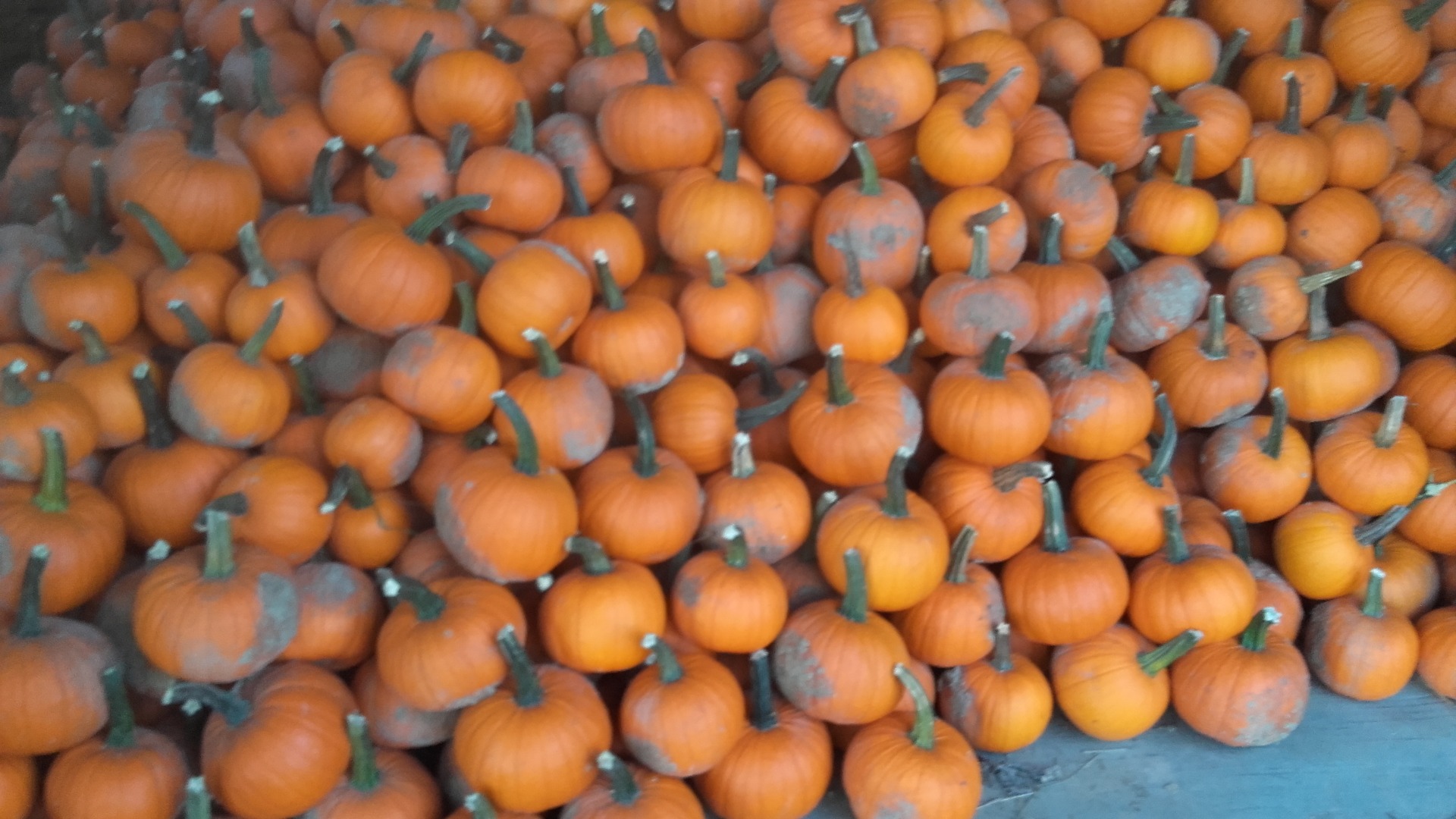 Venderé 3-4 toneladas de spitfires de calabaza