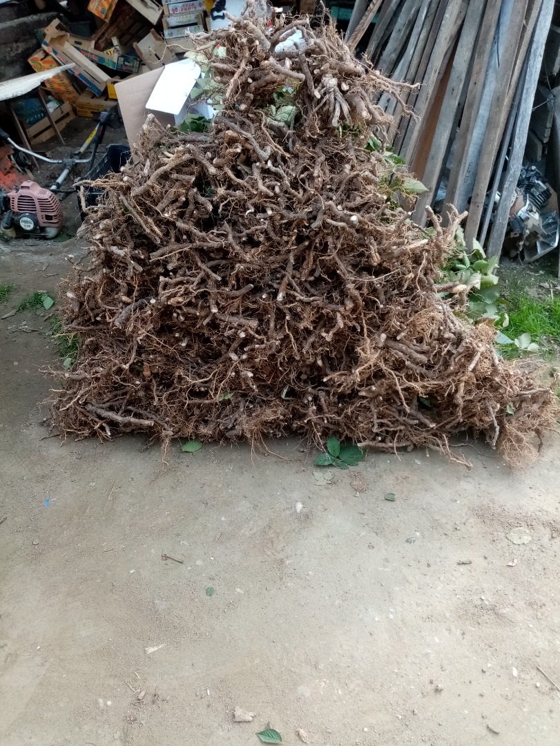 Venta de plántulas tempranas de mora Arapaho
