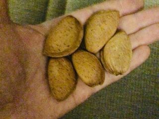 Almendras dulces con cáscara, grado Guara, 10 toneladas, en