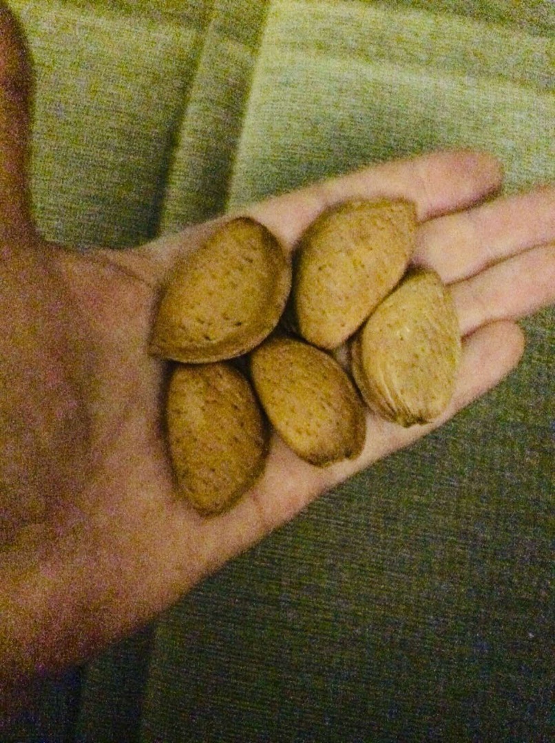 Almendras dulces con cáscara, grado Guara, 10 toneladas, en sacos de polipropileno de 27 +/- 7% kg, calidad: grado superior según norma DDP-18, precio de venta