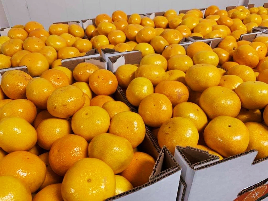 Mandarina sin pepitas, dulce, fácil de pelar