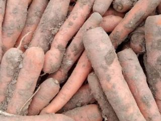 Hola, tengo zanahorias a la venta en la cantidad
