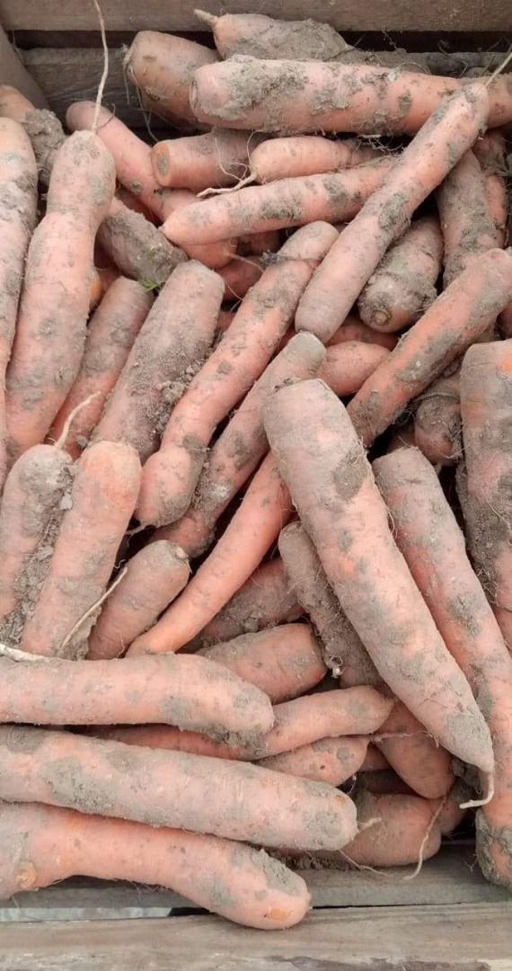 Hola, tengo zanahorias a la venta en la cantidad de +/- 8 toneladas
