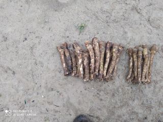 Estamos ofreciendo rábano picante para la venta, producido por