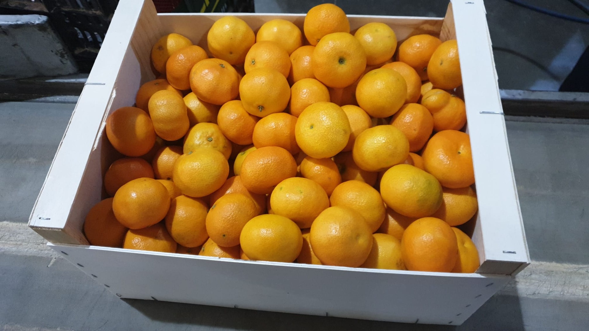 Clementina tamaño 5,2 toneladas