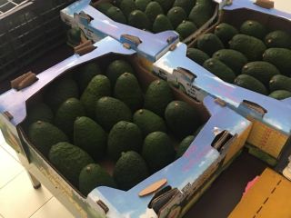 Aguacate Hass, Cal , Cat.1 Origen Michoacán y Jalisco,