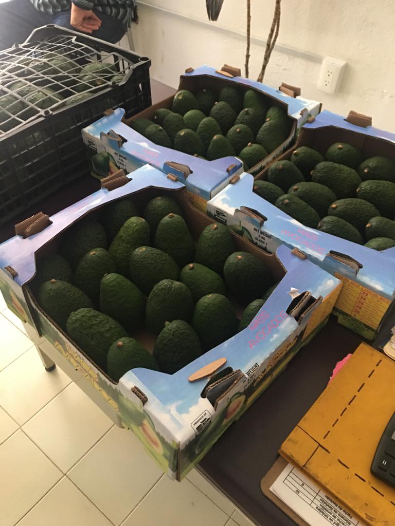 Aguacate Hass, Cal , Cat.1 Origen Michoacán y Jalisco, México