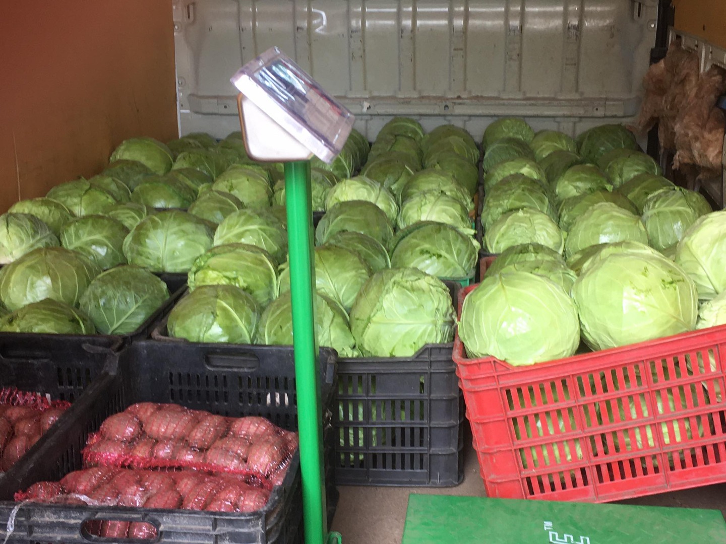 Cultivo repollo y me gustaría ofrecerles mi producto