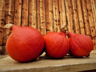 Venderé calabazas de Hokkaido.