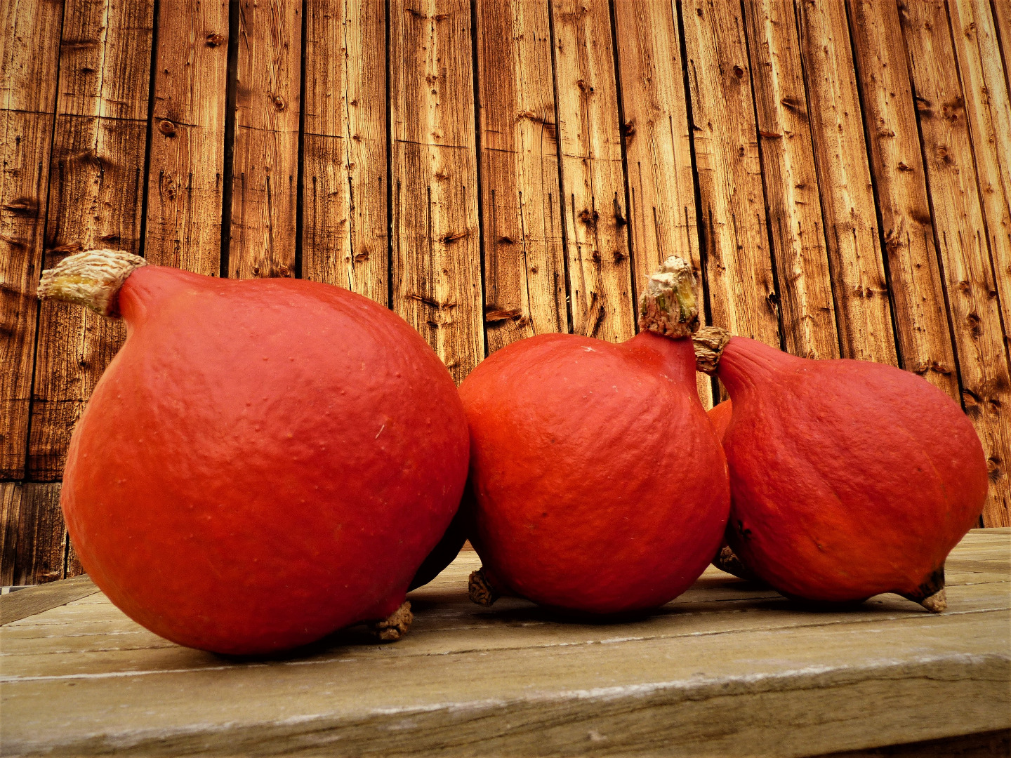 Venderé calabazas de Hokkaido