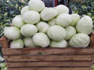Variedad Agressor a la venta. Para mas informacion llame