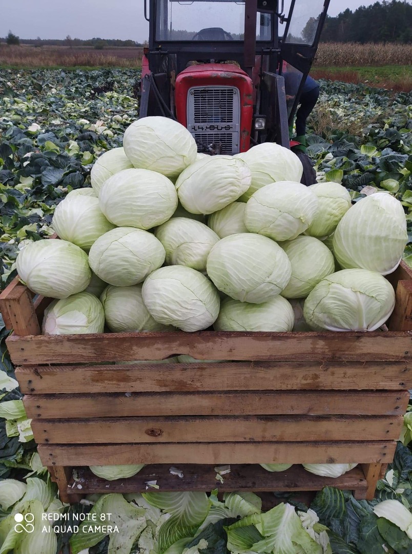 Variedad Agressor a la venta