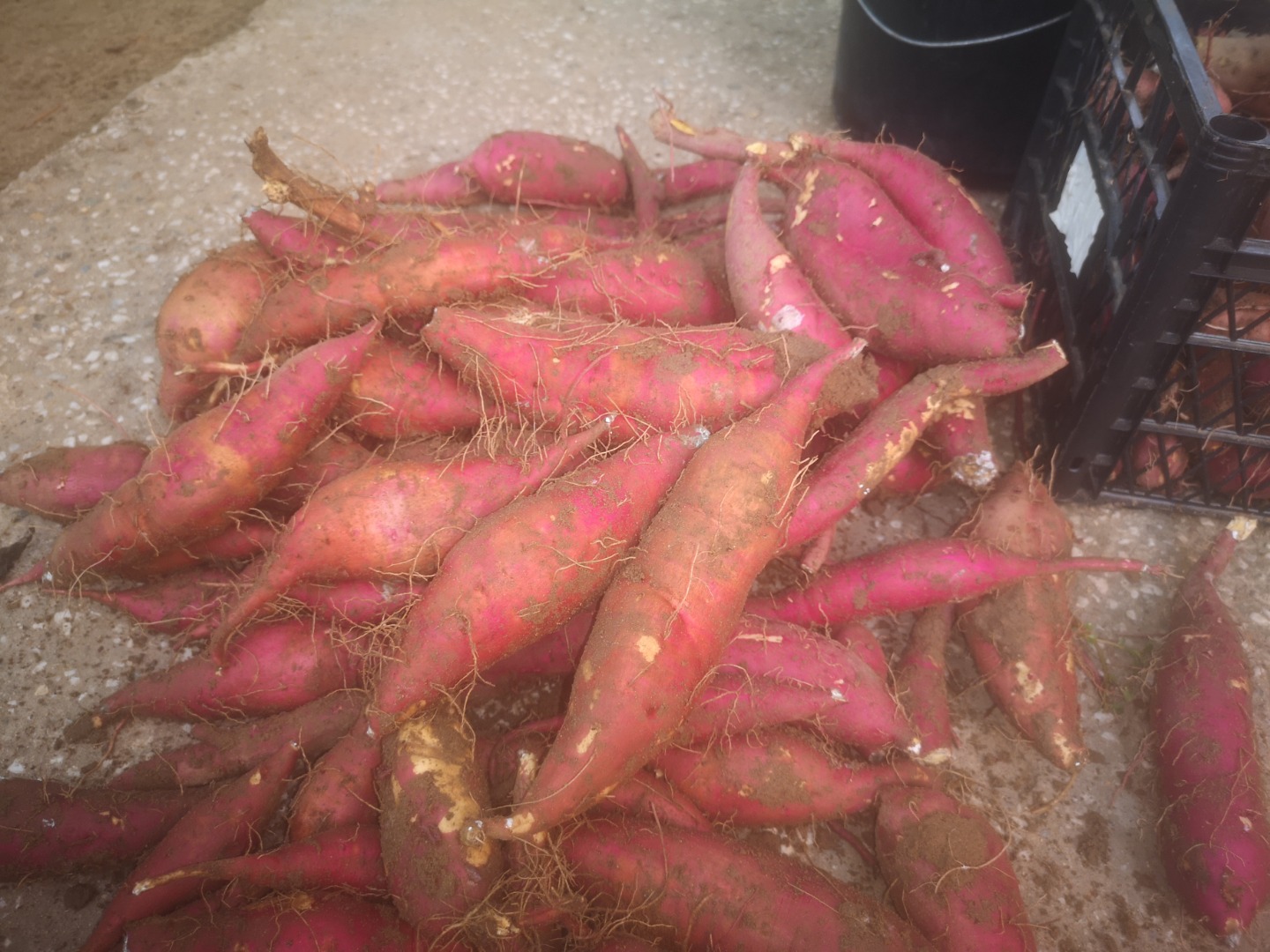 Vendo batata (BATAT), variedad KSC 1